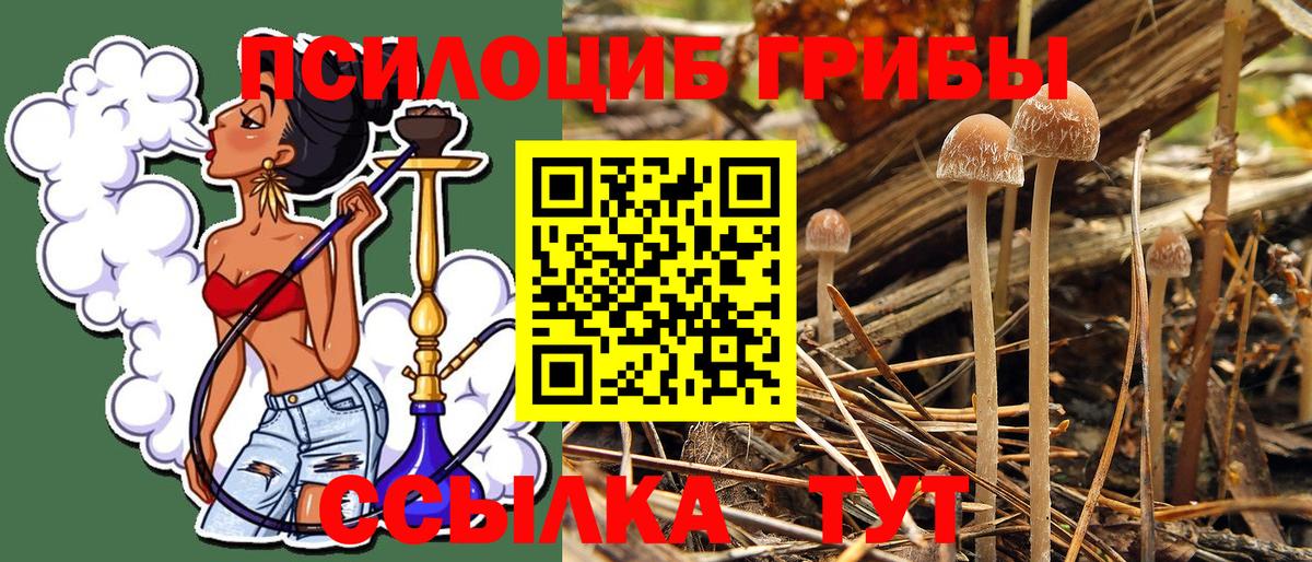 Галлюциногенные грибы Psilocybine cubensis Дзержинск